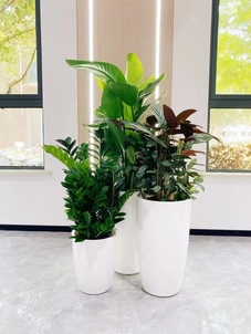 前湾花木租赁公司，为你带来缤纷多彩的花卉世界！